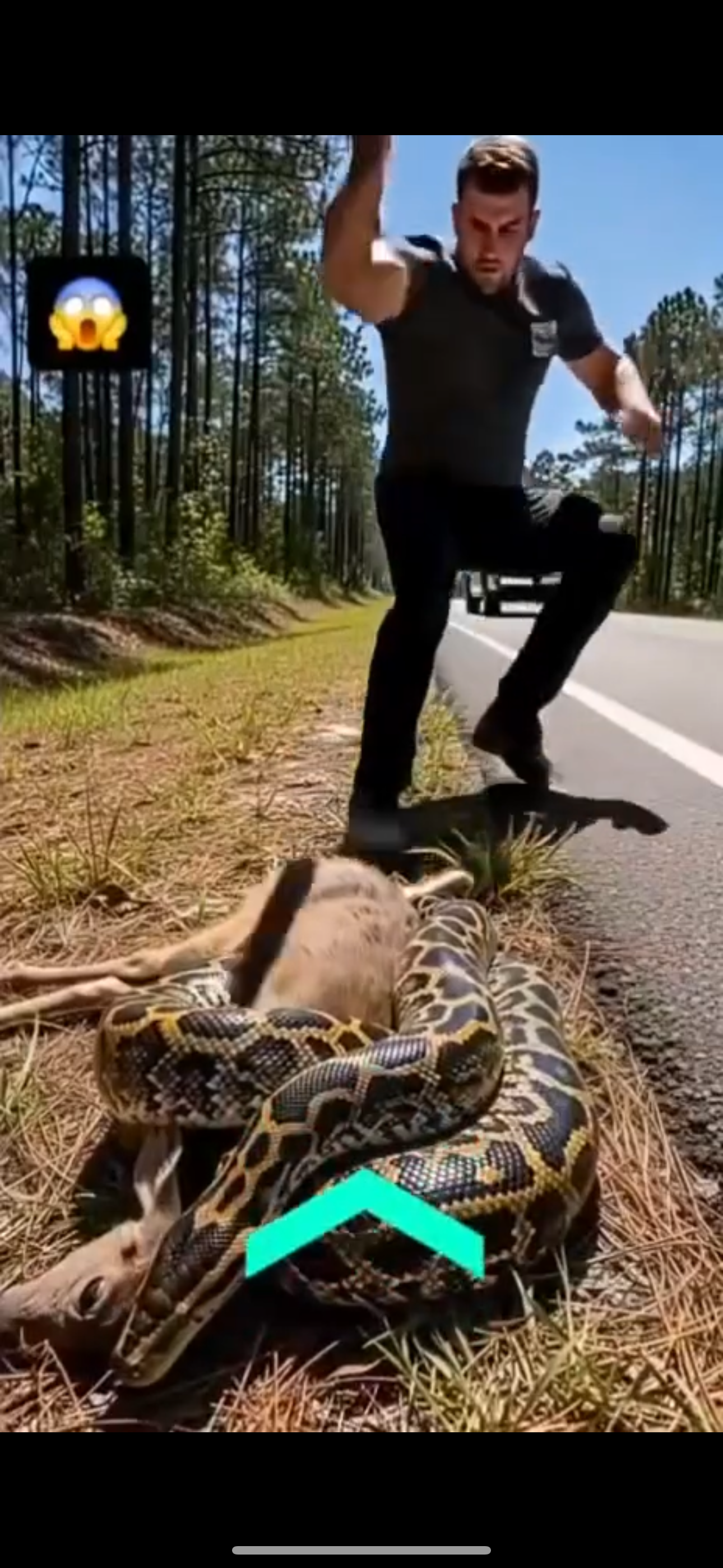 Viral Video Shows Hero Traveler Saving Baby Deer from Snake Attack