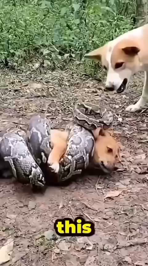 panic-as-several-dogs-confront-giant-python-to-protect-their-owner/