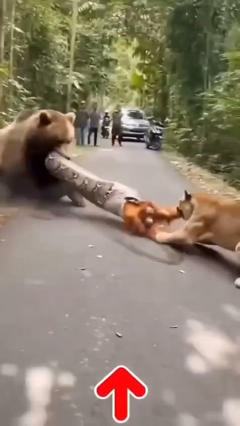 SHOCKING WILDLIFE RESCUE! A Brave Panda and Fearless Tiger Join Forces to Save a Helpless Monkey From a Giant Python!