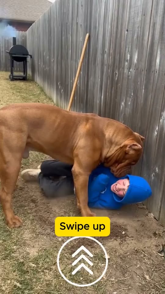 a-shocking-backyard-encounter-leaves-everyone-wondering-what-the-dog-will-do-next/